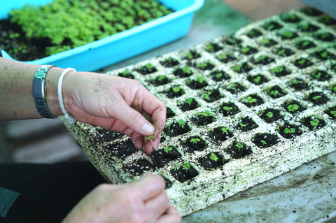 Gardeners hands