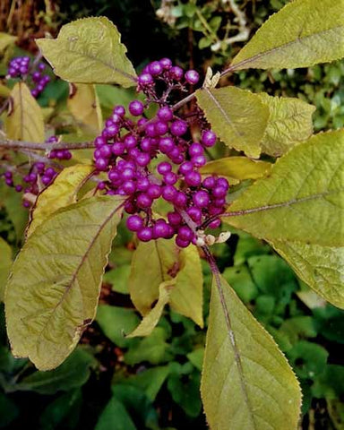 Purple berries with yellow-gold leaves.
