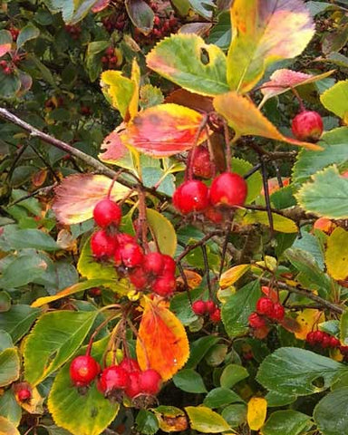 Crataegus persimilis - deciduous autumn leaves and red berries