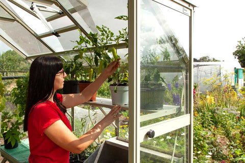 Ellen Mary growing Chilies in her Rhino Greenhouse