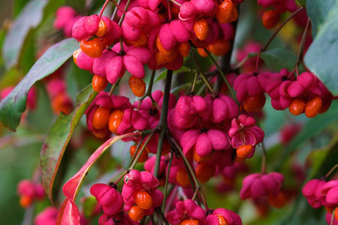 Euonymus europaeus - Plant of the Week from Norfolk School of Gardening