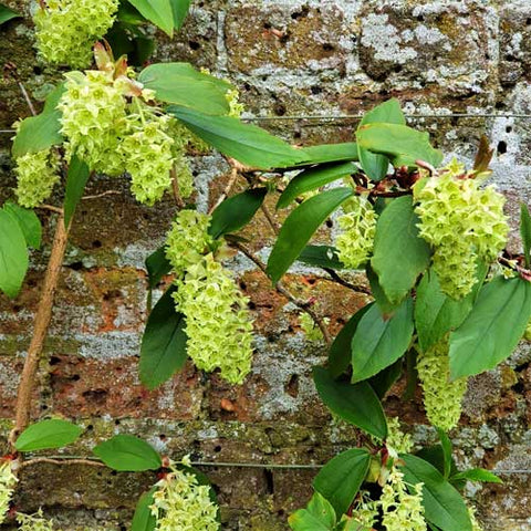 Ribes laurifolium - evergreen shrub against rustic wall