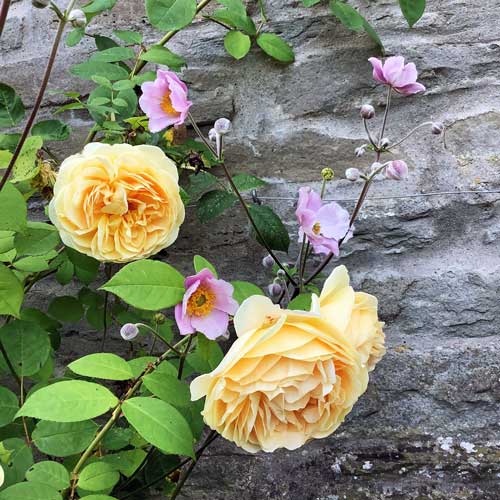 Teasing Georgia yellow rose climbing up a stone wall with small pink flowers - Japanese Anemone - interspersed.