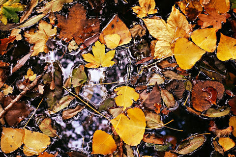 Autumn leaves in puddle - perfect for mulching