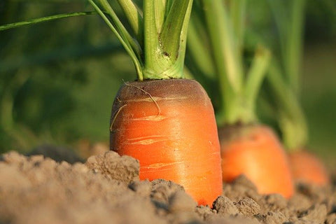 Fresh Carrots to be pulled from ground