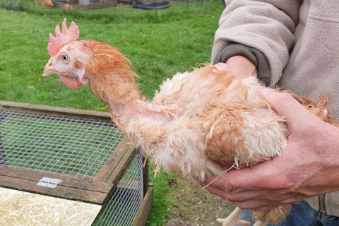 One of the rescue chickens lacking feathers
