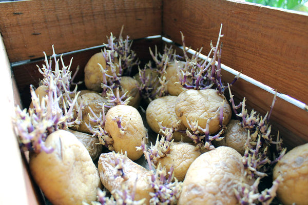 wooden crate with chitting potatoes