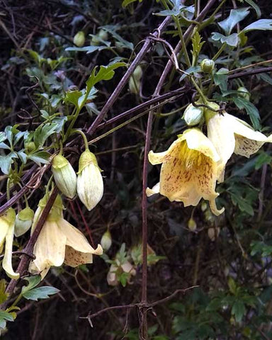 Clematis cirrhosa Freckles in bloom February