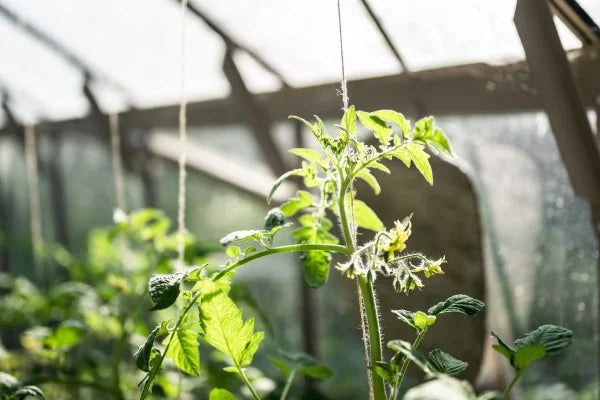 Crops in a greenhouse