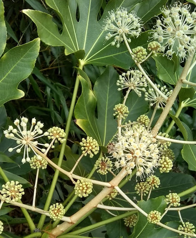 Fatsia japonica or paper plant. Round seed heads with long spokes coming away from the stem. Large dark green leaves.