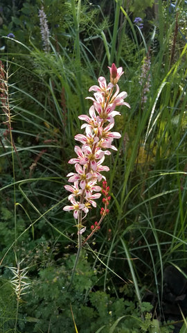 Francoa Sonchifolia flower from Ketteringham Hall, Norfolk School of Gardening.