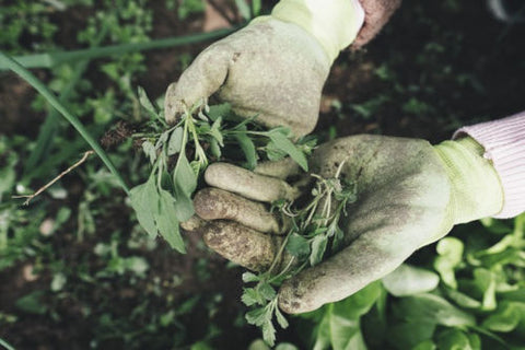 Gardeners gloves holding plants