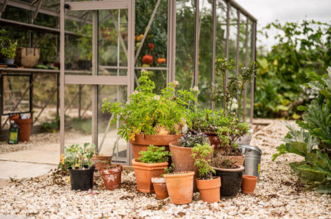 herbs growing in pots outside Rhino Greenhouse