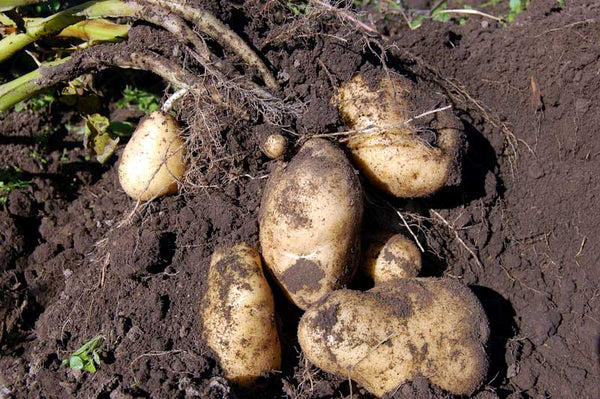 Potato plant partially pulled up from the earth to reveal tubers (i.e. potatoes)