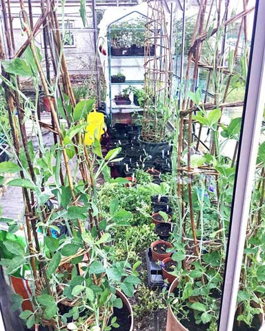 Inside the Rhino - a view through the sweet peas