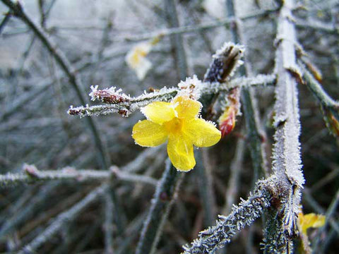 Winter Jasmine. Small yellow flower on wooden twig with crystal-looking frost