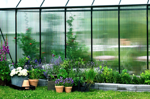 Борт теплиці з полікарбонатним склінням.  Горщики з травами та фіолетовими квітами розташовані ззовні, а за пластиковою стіною теплиці видно розмиті високі рослини