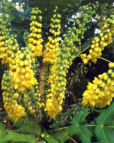 Mahonia x media - tall yellow flowers with drooping bells an dark green pointed leaves