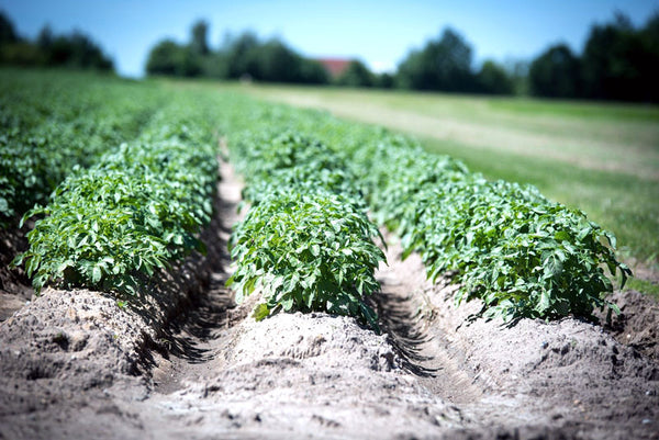Rows of potato plants in a field with mounded earth around the plants