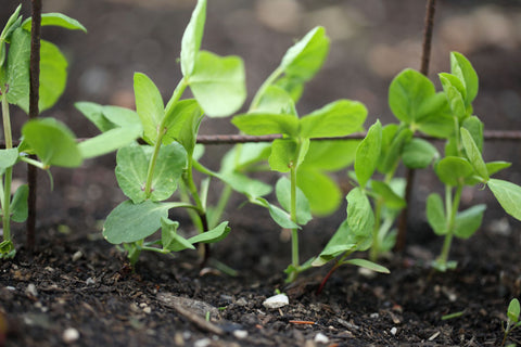 Young seedlings