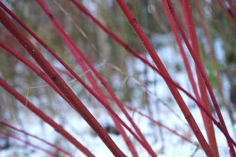 Bright red stems emerging from snow
