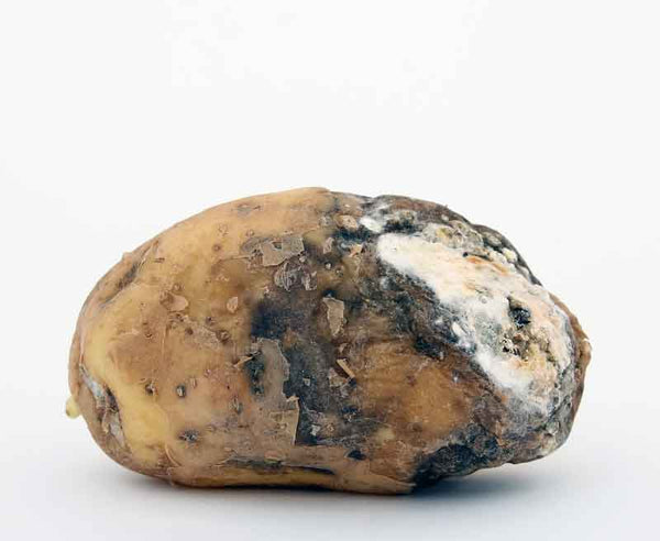 Rotten potato