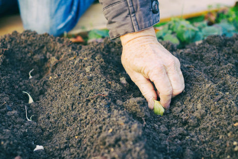 Planting bulbs in soil