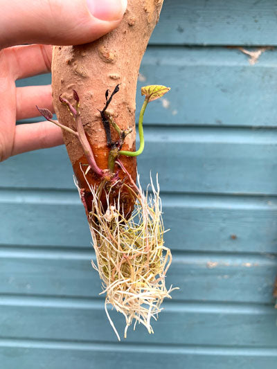 Sweet potato root growth
