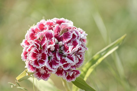 Dianthus barbatus