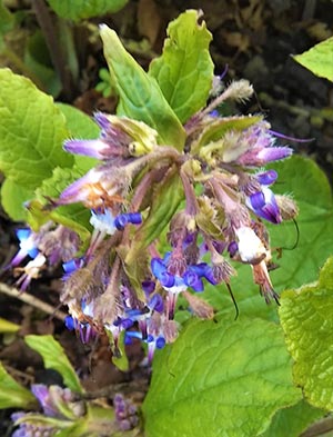 Trachystemon orientalis or Abraham-Isaac-Jacob flower