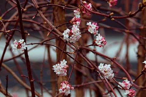 Clusters of small pink/white flowers on bare branches in winter