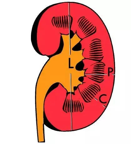 renal parenchyma