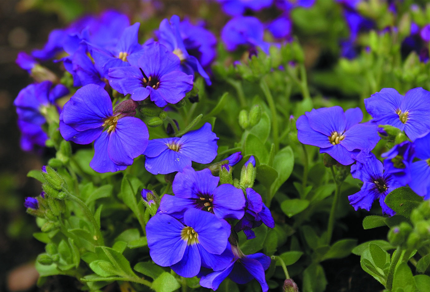 Aubrietia Kitte Aubireta kitte 