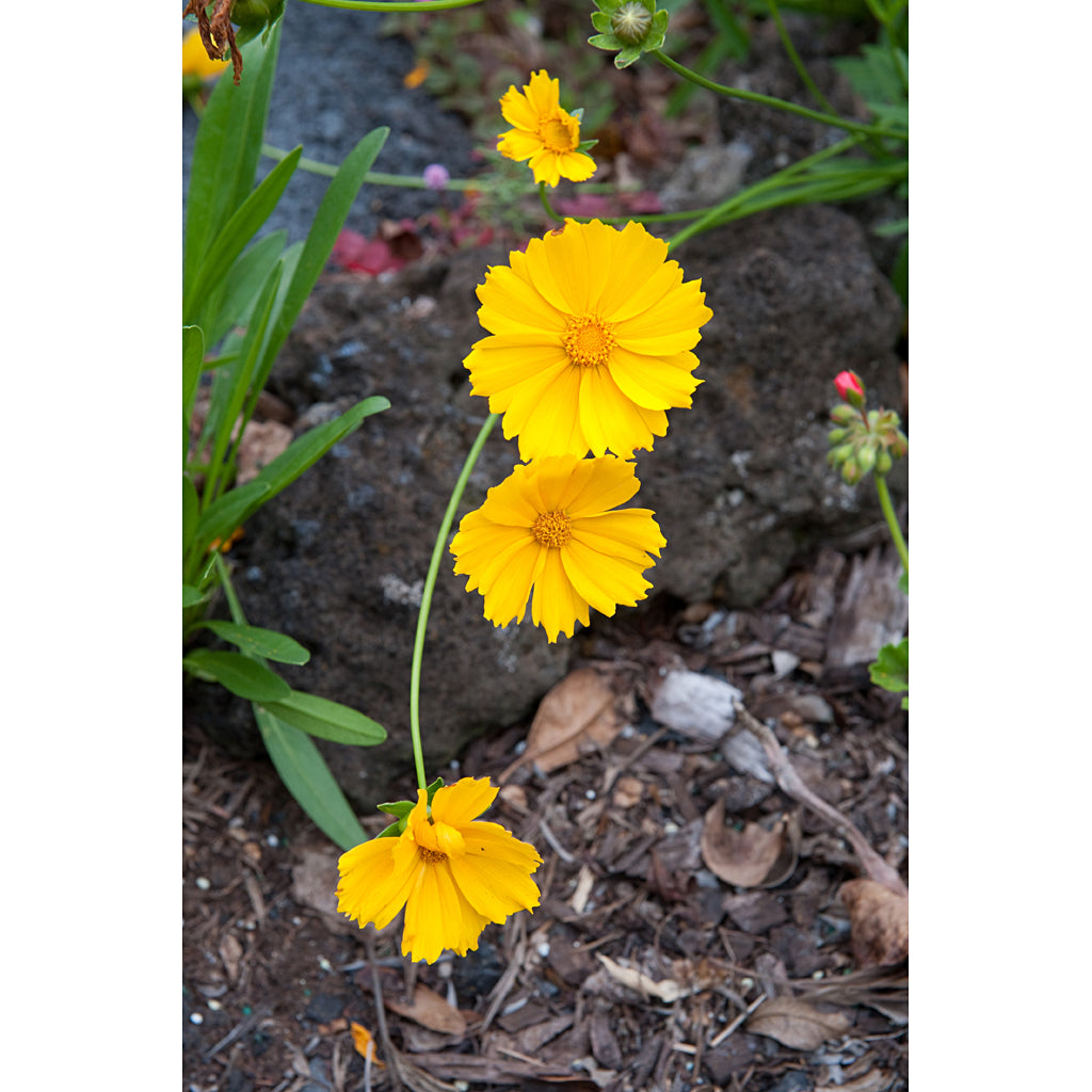 Coreopsis Lanceleaf