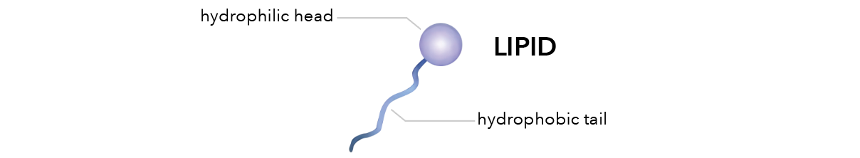 Micelle White Paper Lipid Hydrophilic Hydrophobic