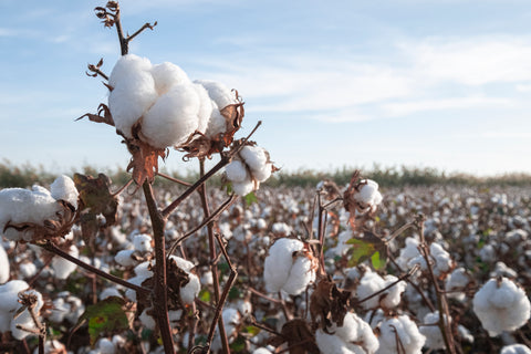 Cotton field