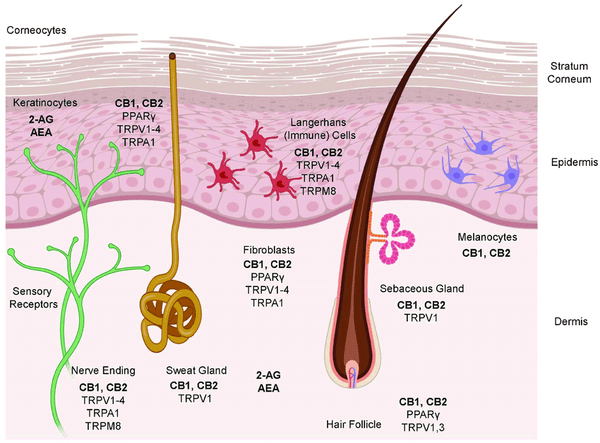 Le CBD et la peau schema