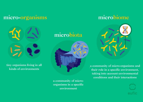 Le microbiome, qu'est-ce que s'est ?