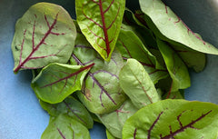 perennial vegetables - sorrel