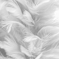abstract-background-duck-feather-texture