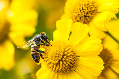 A bee on top of a bunch of dandelions 