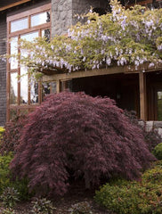 Crimson Queen Japanese Maple