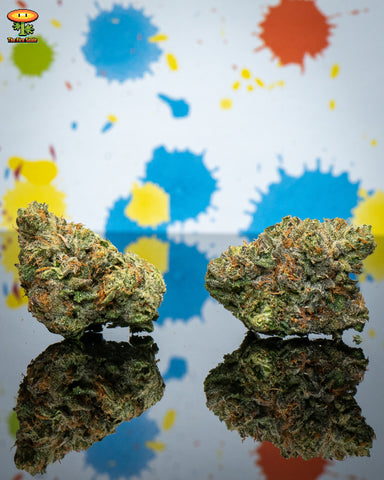 Blue Print Triple Lindy Cannabis Strain Review Bonafide Weed Dispensary