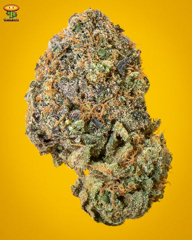 Champelli Super Gremlin weed review Bonafide Cannabis Dispensary