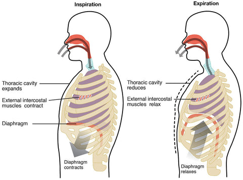 Improved lung capacity because of correct sitting posture - napeazy zone