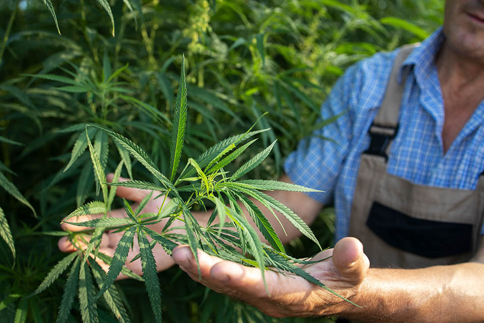 Le chanvre : une alternative efficace l'environnement