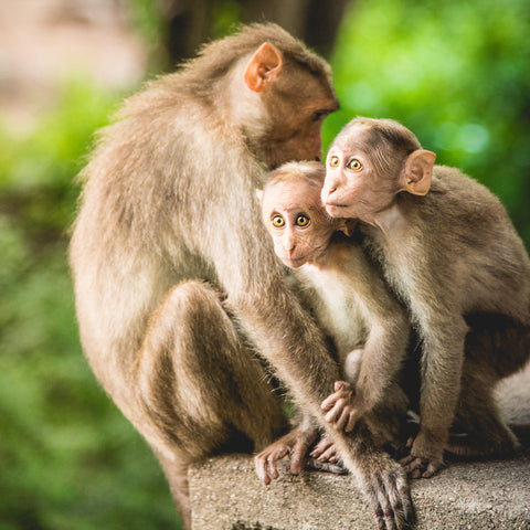 tourist places in munnar - Chinnar Wildlife Sanctuary