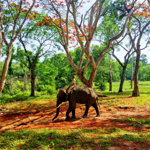 places to visit in coorg - Dubare elephant camp