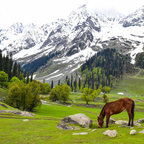 places to visit in kashmir - Sonamarg