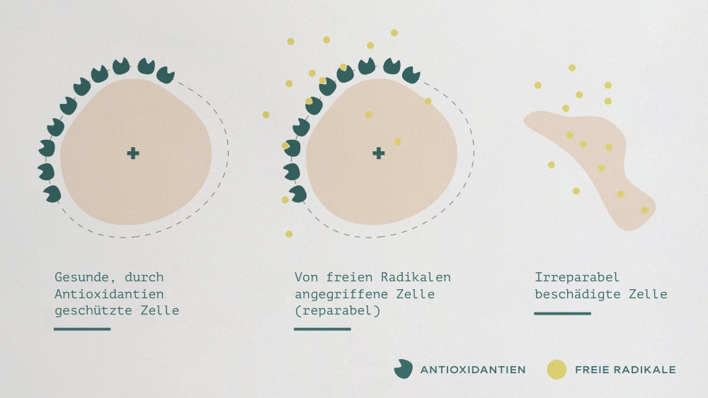 magazin-oxidativer-stress-antioxidationen-schuetzen-zellen